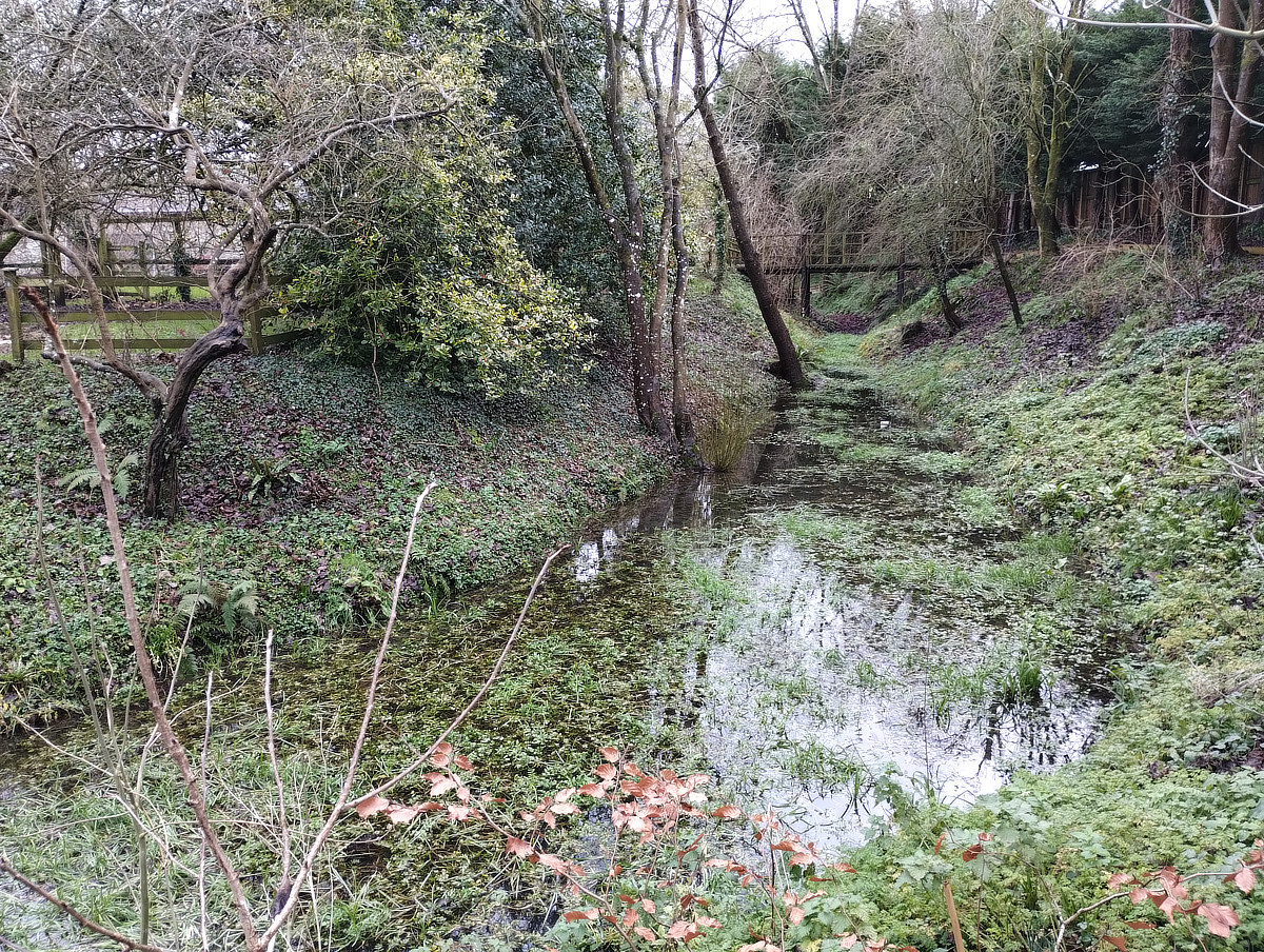 Photo: Hemyock Castle Western Moat, January 2024