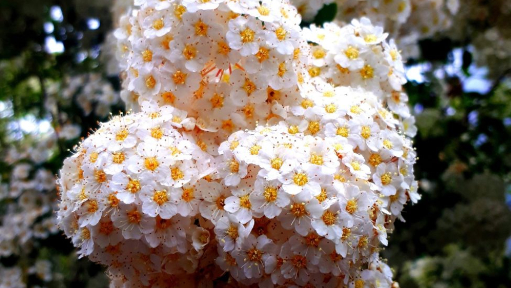 poetry competition.jpg