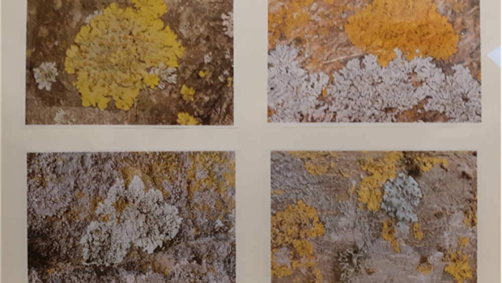 Exhibition of Konavle lichens