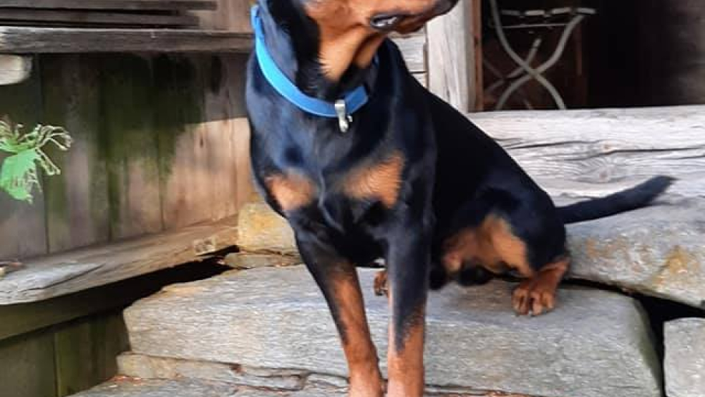 Rottweiler in the main buildring