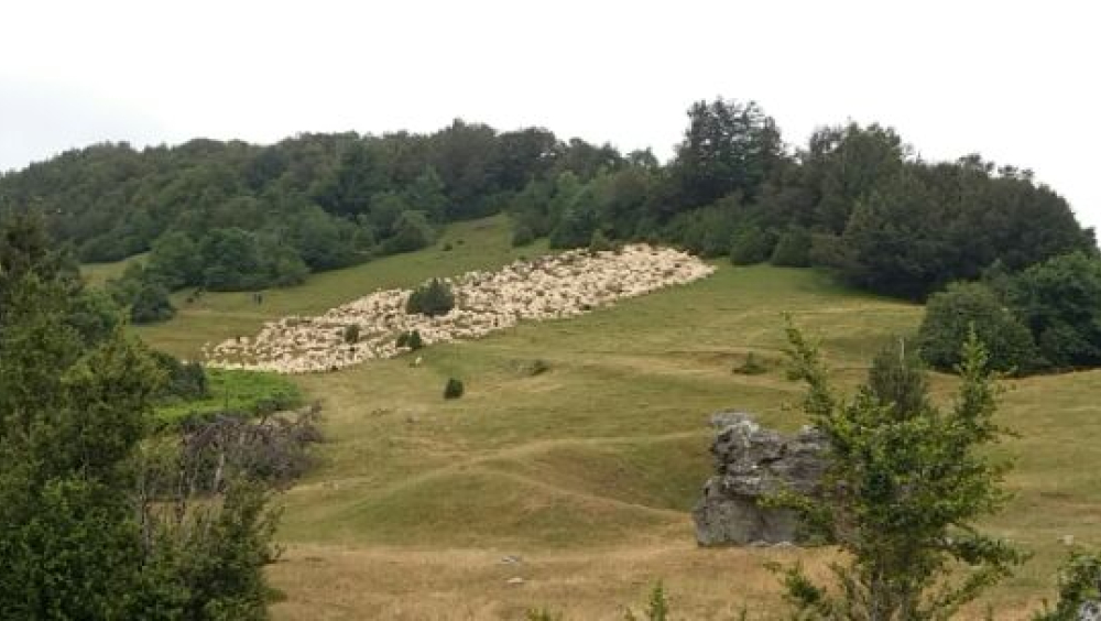 Burgi / Trashumancia Bardenas Reales / Burgi / Transhumance Bardenas Reales. Moutons en transhumance dans le paysage de Navarre. Photo de Xabier Erkizia, Navarra, 2018. Archives Audiolab
