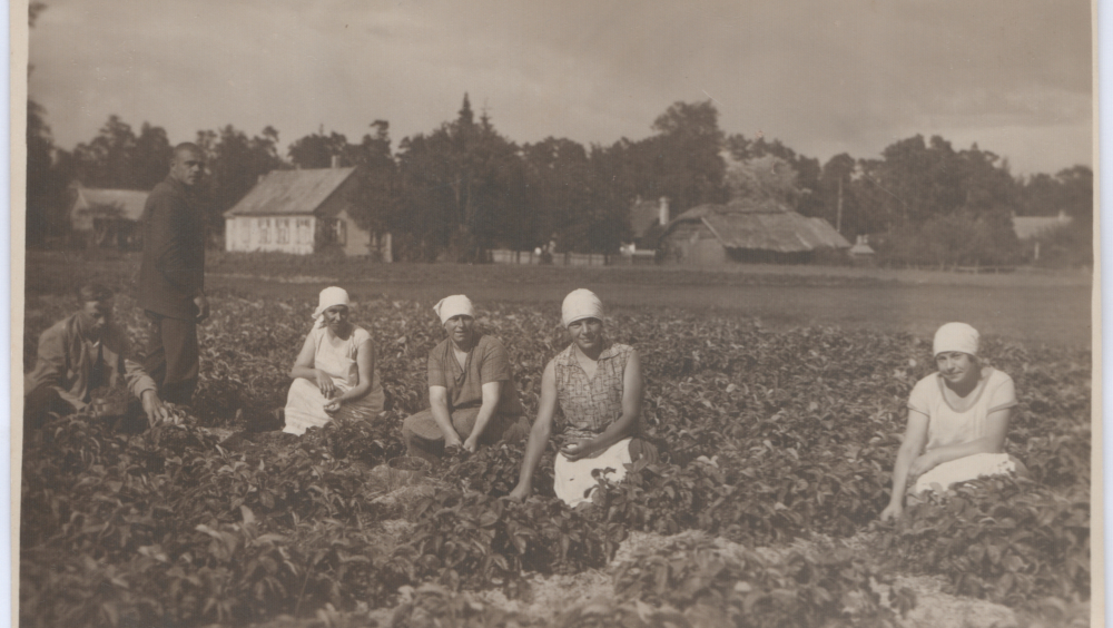 Harvesting of strawberries in Jurmala in the 1920s. Collection of Jurmala Museum.