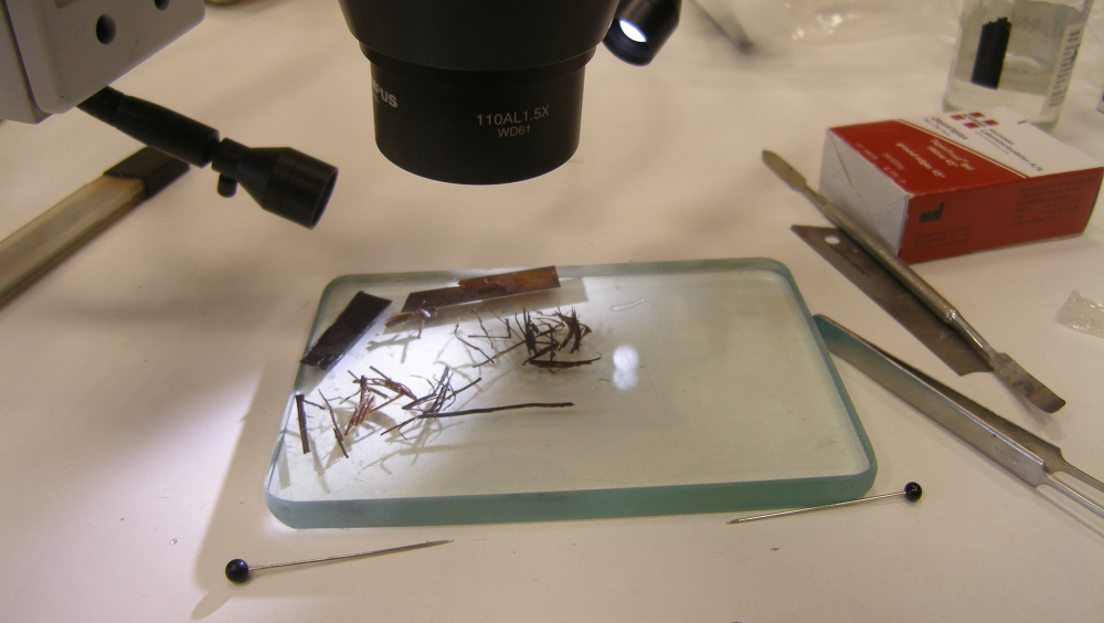 Extracting fibres from papyrus bast
