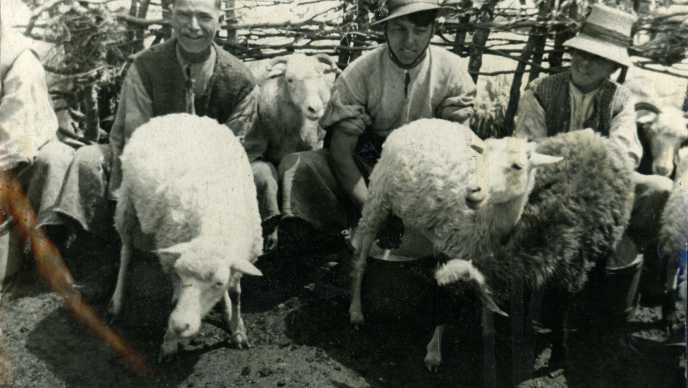 Milking sheep in the mountains (source: Maramures Museum collection)