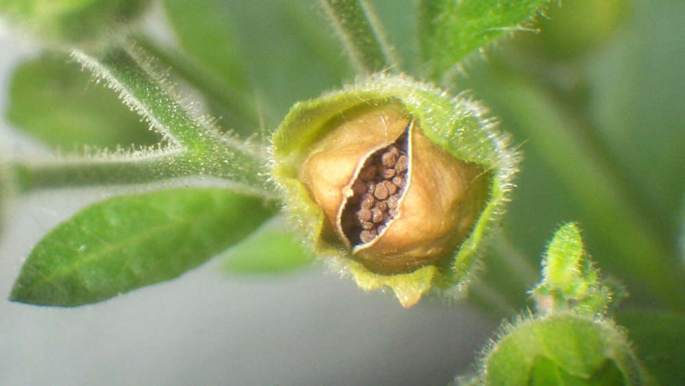 Tobacco Seeds 