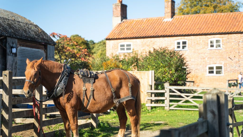 Horse stood in wooden fenced enclosure in front of a brick house on a sunny day.