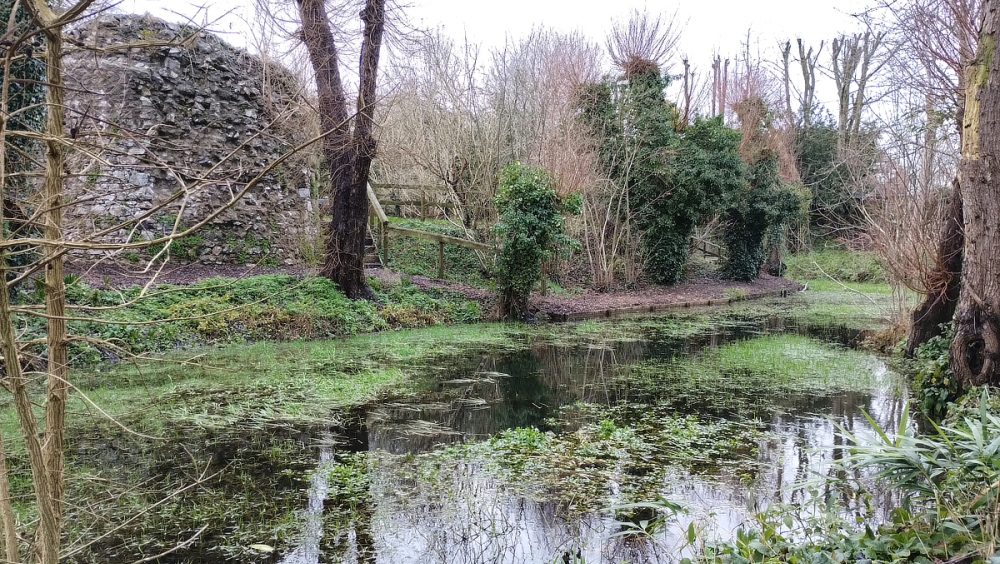 Photo: Hemyock Castle Northern Moat, January 2024