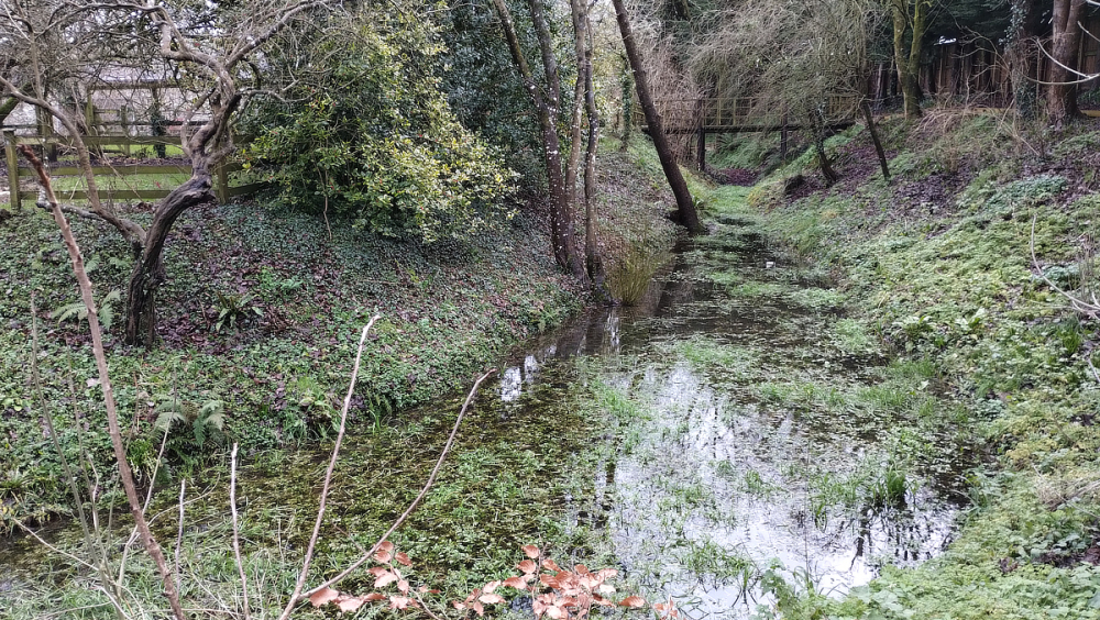 Photo: Hemyock Castle Western Moat, January 2024