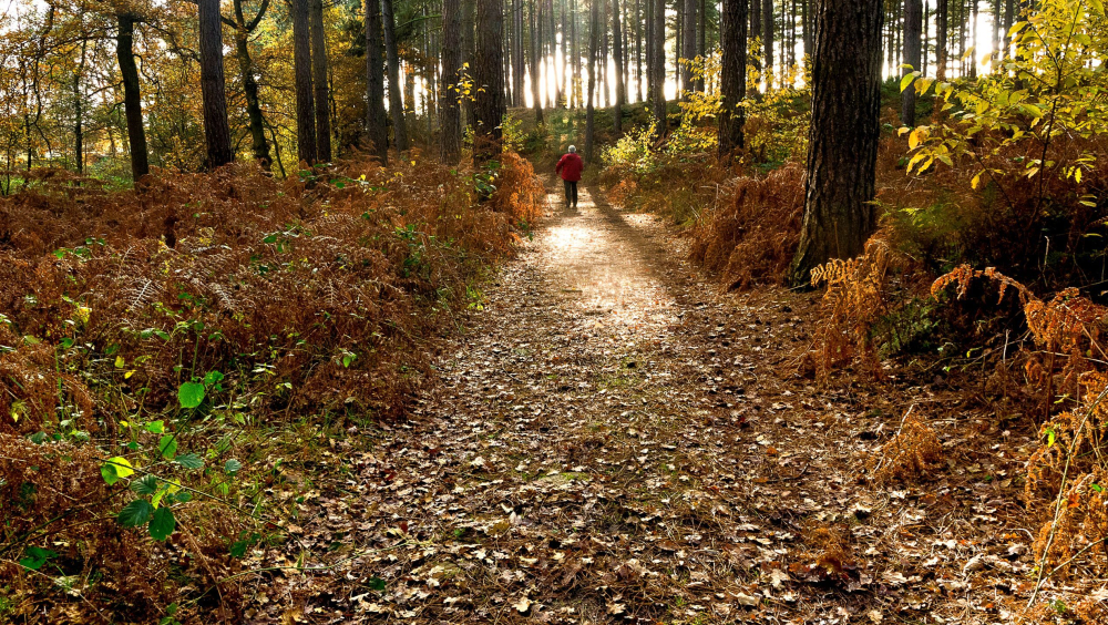 Wandelen en fietsen 'Op het ritme van de Kempen'
