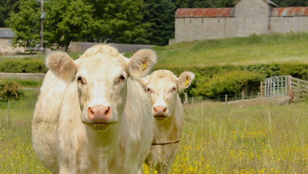 Cragend Farm Hydraulic Silo with Rare Breed Whitebred Shorthorns