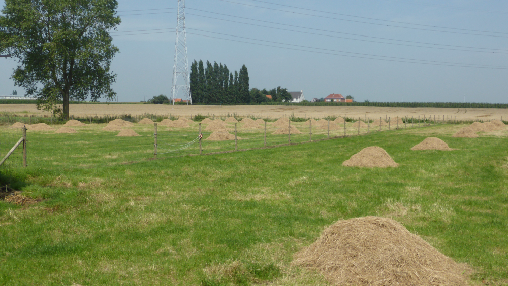 Wijk Spoele
