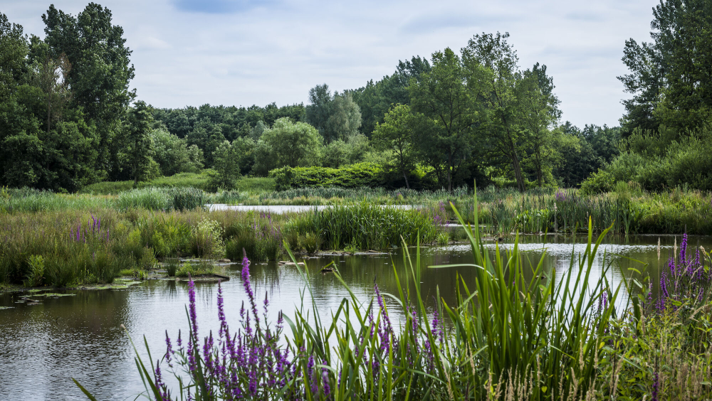 Pelgrimeren in eigen land: langs de Via Monastica van Postel naar Meerhout
