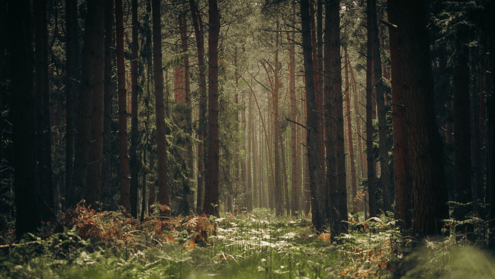 Den Haert: vereniging van cultuur en natuur