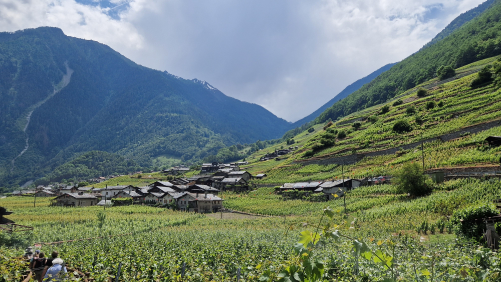 CONSTRUCTION D’UN MUR EN PIERRES SÈCHES DANS LES VIGNES