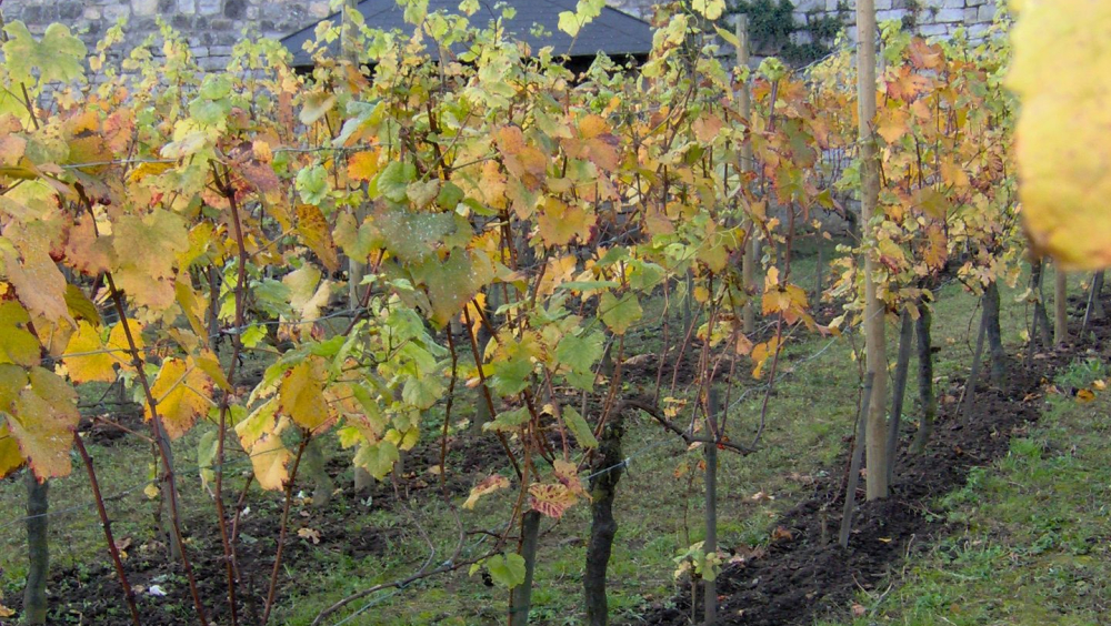 Le vignoble de Buley : un trésor viticole au cœur de Namur