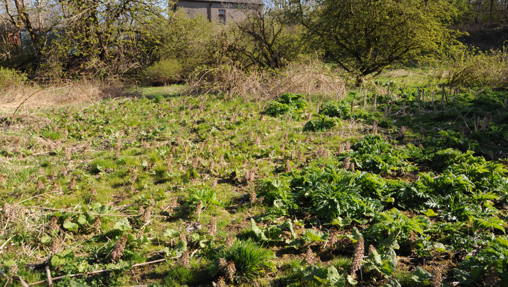 Paisley -  Jenny's Well Nature Reserve