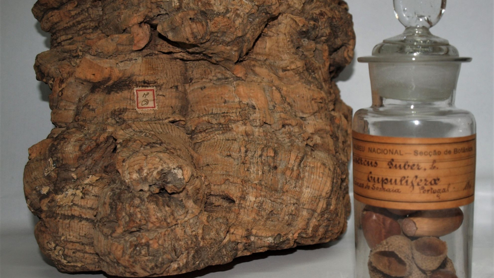 Tesouros do património natural