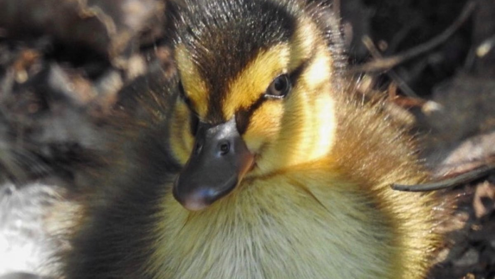 Eendenkooi De Zouwe in Ameide