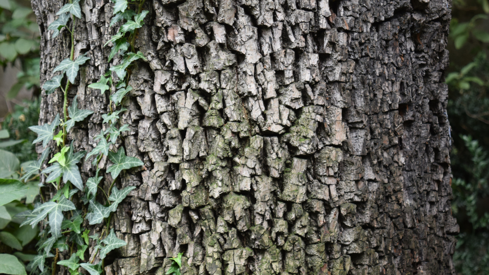 Morfologia degli alberi: la naturale arte della forma e della struttura