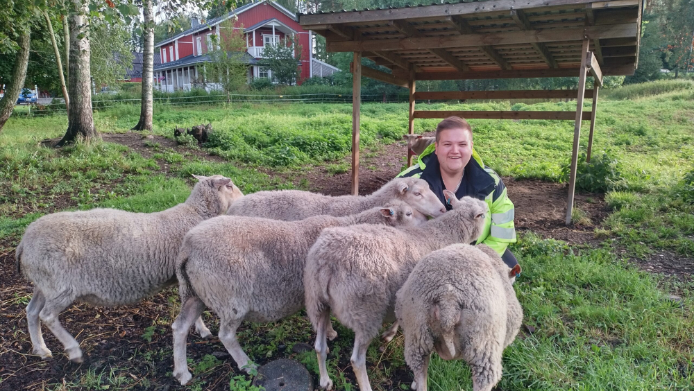 Lampaat kesätyöntekijöinä Vaasassa