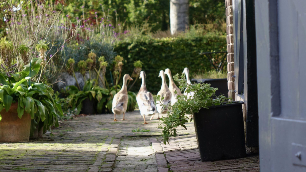 Rondleidingen Essererf