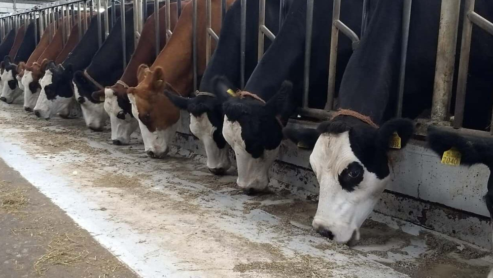 Kaasboerderij De Sophiahoeve