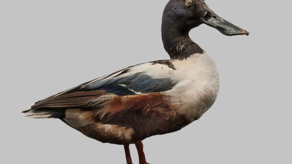 Architettura, l'arte di costruire