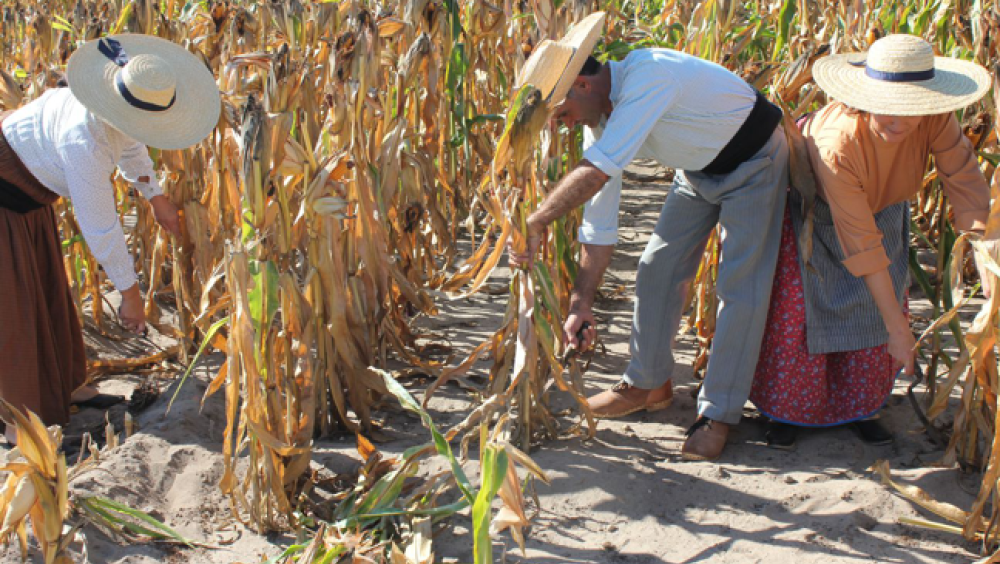 APANHA TRADICIONAL DO MILHO
