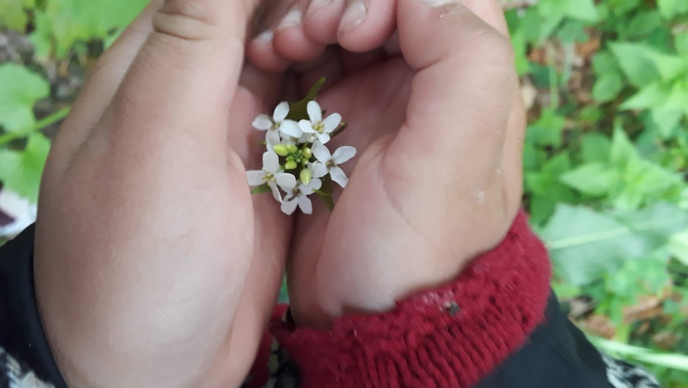 Urtearv i nord : tur i lokale smaker