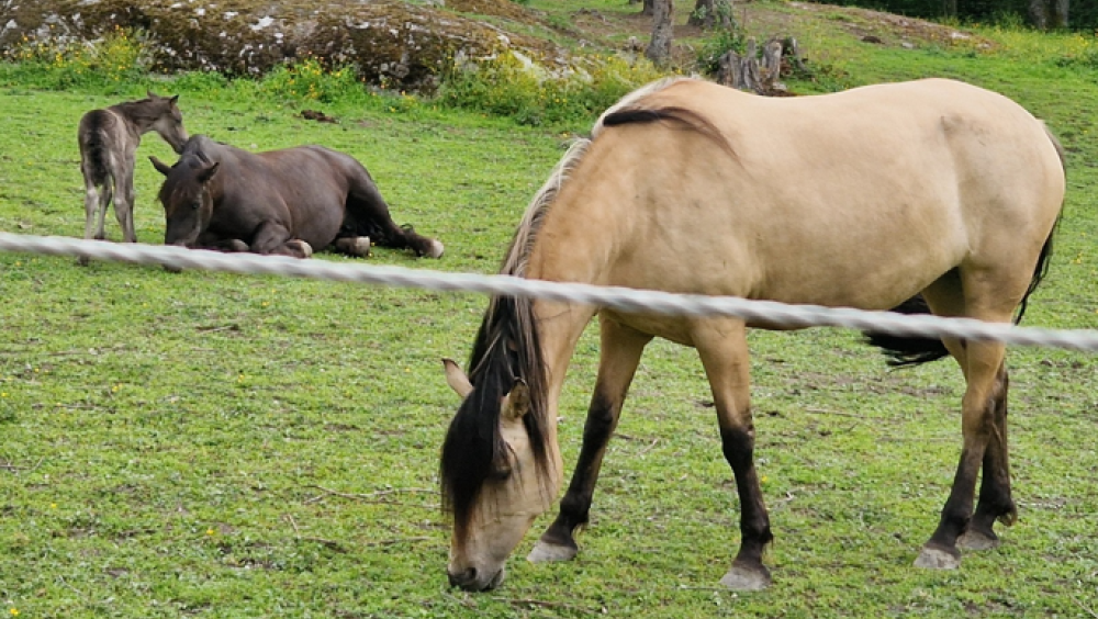 Åpen dag på Burud gård