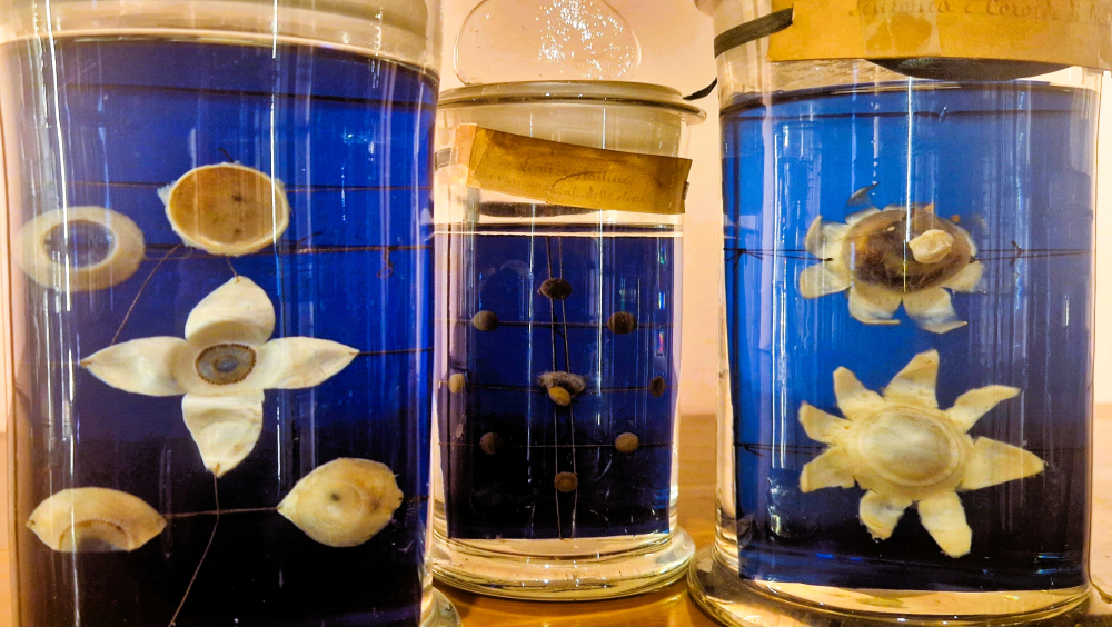 GEP 2025 | Apertura straordinaria Museo Anatomico