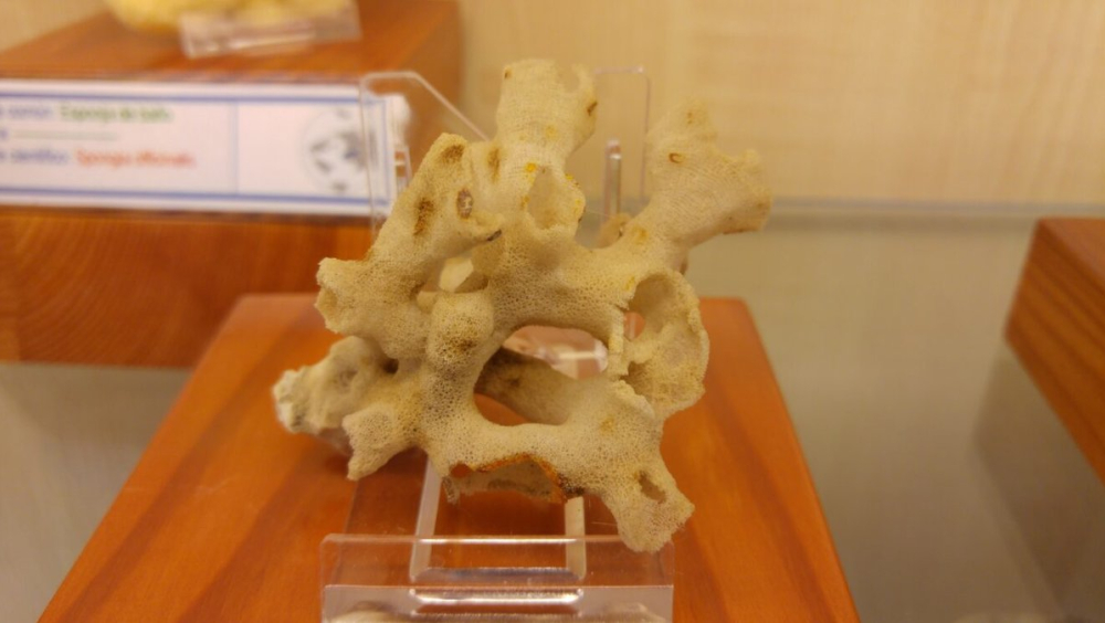 La arquitectura de la naturaleza: construyendo la vida