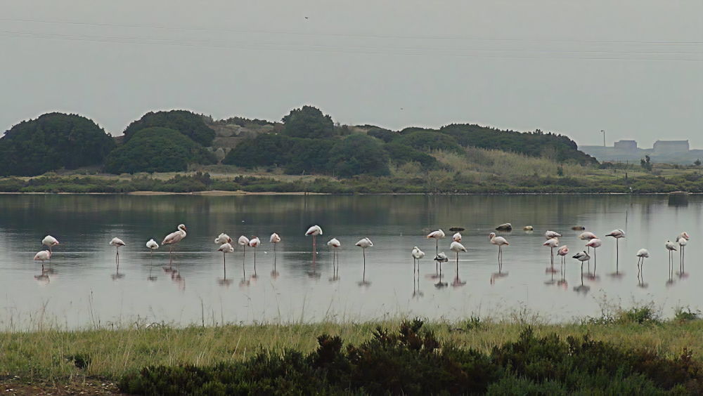 Costruzioni neolitiche a Cuccuru Ibba nella laguna di Santa Gilla fra i Comuni di Assemini e Capoterra
