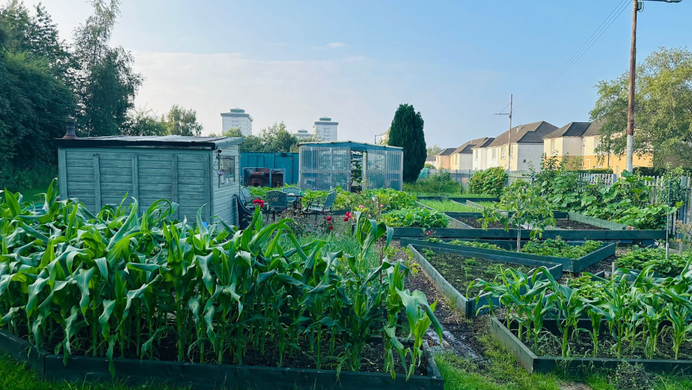 Glasgow Afghan United Community Allotment