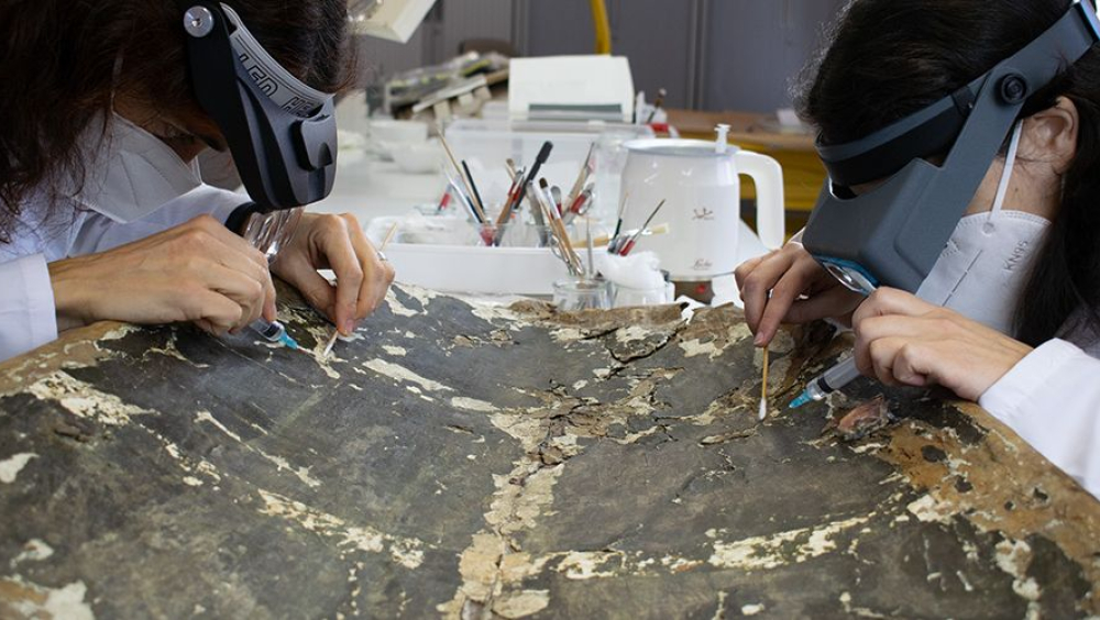 Posa't la bata i agafa la lupa, avui seràs metge del patrimo