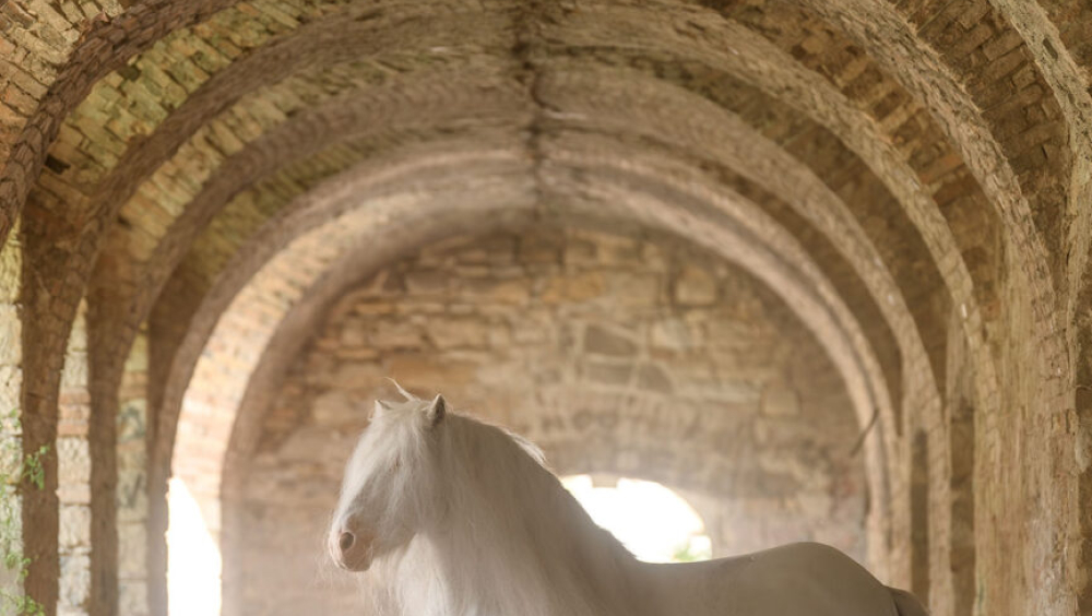 Chopin en Vacances w Klasztorze Dusz Organizator