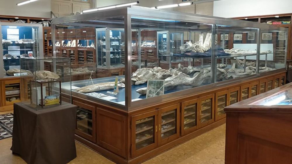 Un passeig per la història de la vida a la Terra.