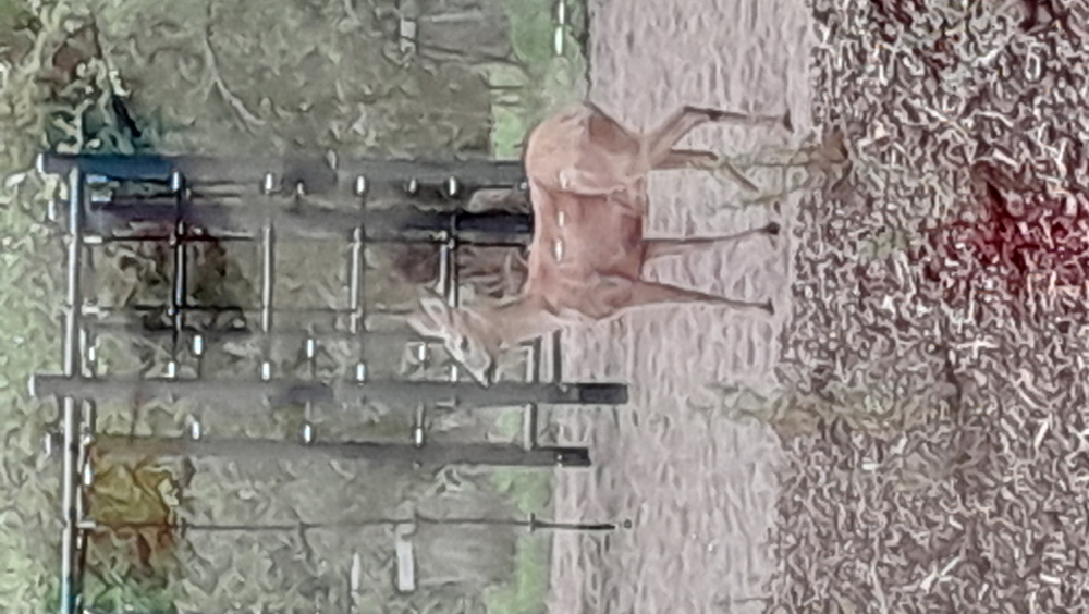 Koulun pihalla vierailee usein myös kauriita.