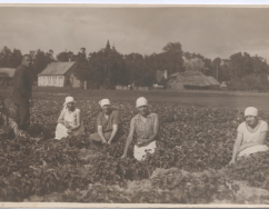 Harvesting of strawberries in Jurmala in the 1920s. Collection of Jurmala Museum.