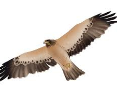 Aigle botté de la Réserve Naturelle de la Confluence Garonne-Ariège