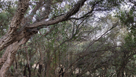 2_PARTICOLARE sughereta.jpg