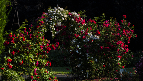 Plants on the way to independence