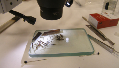 Extracting fibres from papyrus bast