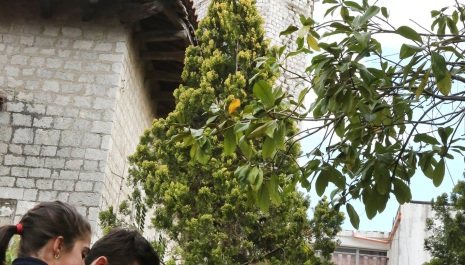 In the background, the English tower (also known as the Villa Padget). Building of the 19th century with elegant Victorian interiors ( nowadays few remaining), restored and decorated by English lord Padget. In 1949  it served as the first civic museum of Shkodra. Now abandoned.  