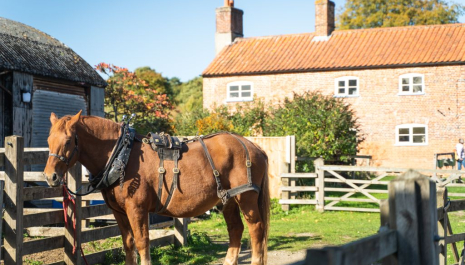 Horse stood in wooden fenced enclosure in front of a brick house on a sunny day.