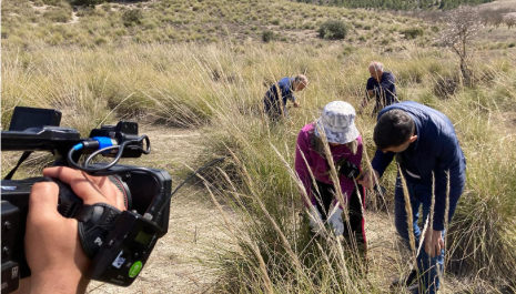 Cosecha de esparto en Villarejo de Salvanés realizada dentro del proyecto #HabitarElEsparto