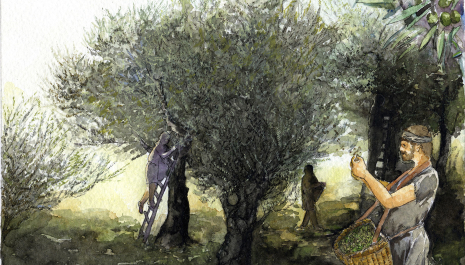 Cultivation of olive trees in ancient times