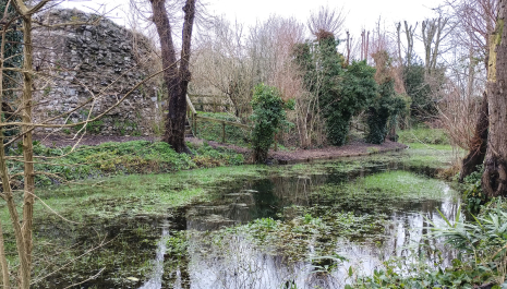 Photo: Hemyock Castle Northern Moat, January 2024