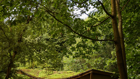 En route door historisch Heverleebos