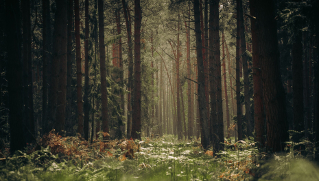 Den Haert: vereniging van cultuur en natuur